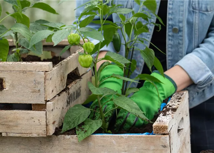 Klimafreundlich gärtnern – Tipps für Klimaschutz im Garten