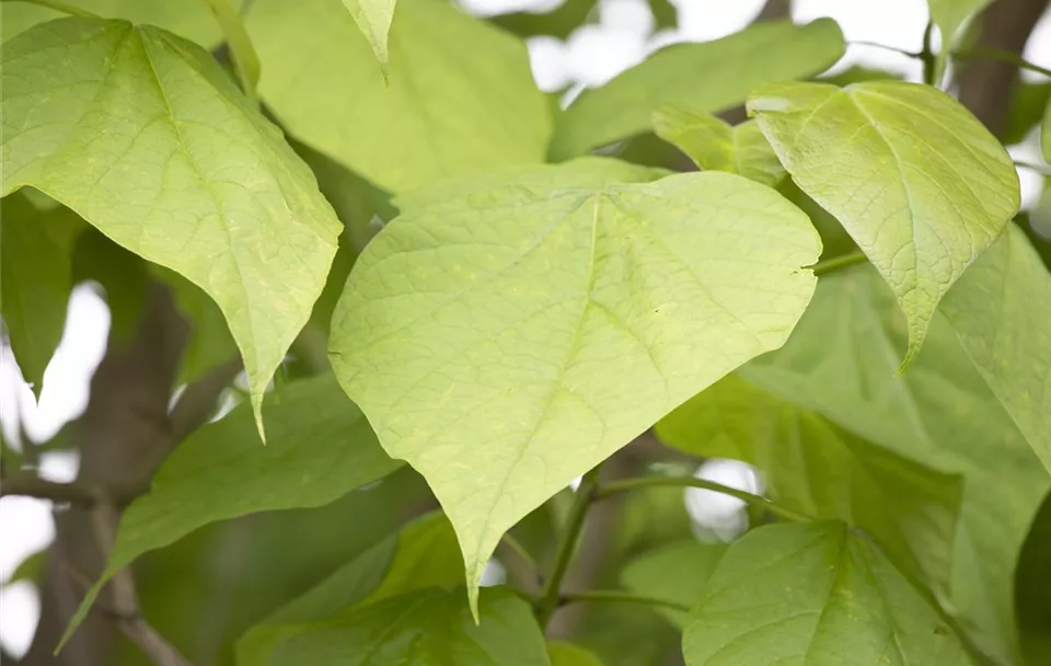 Catalpa bignonioides