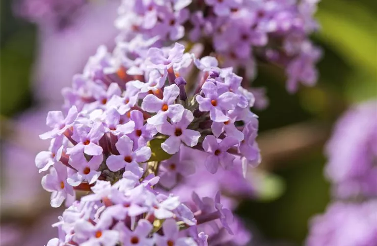 Buddleja alternifolia (GS494122.jpg)