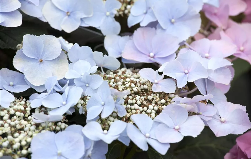 Hydrangea macrophylla, blaue Tellerblüten (GS442124.jpg)