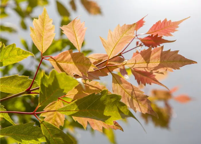 Autochthon Autochthon